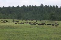 2000-07-10-1881-Custer-State-Park-Buffalo.JPG
