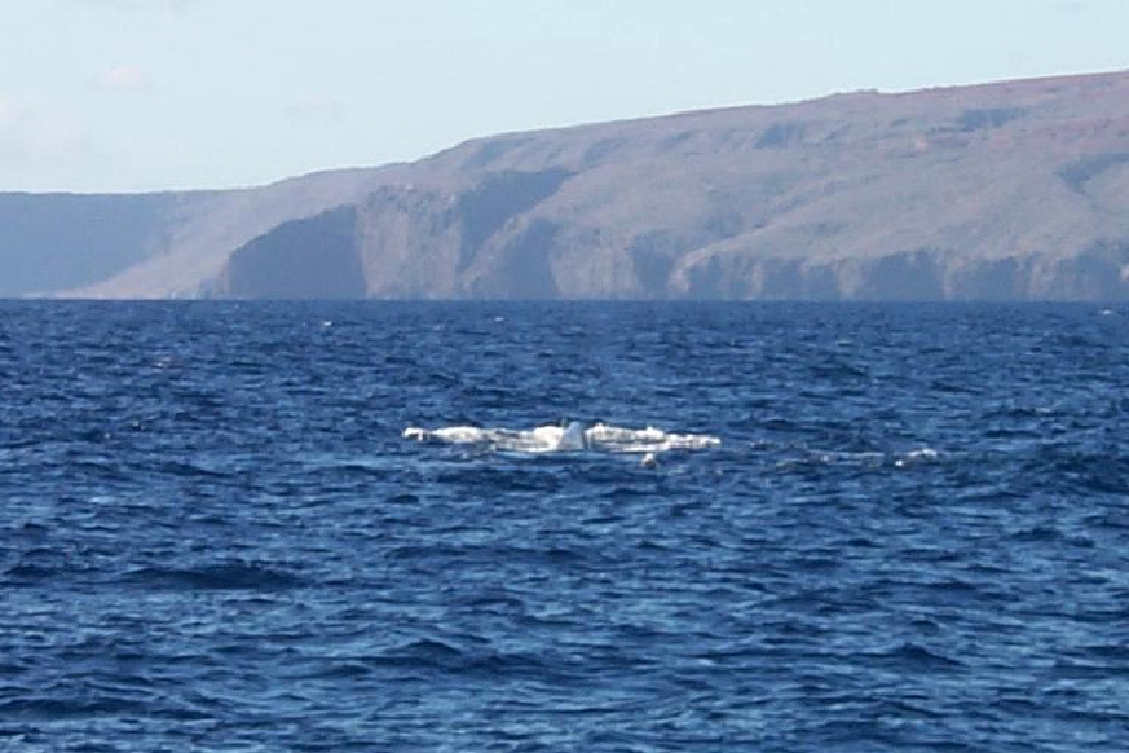 2000/01(January)/Hawaii/1024x768_2000-01-29-947-Snorkel-Trip-Whale-Watching.JPG