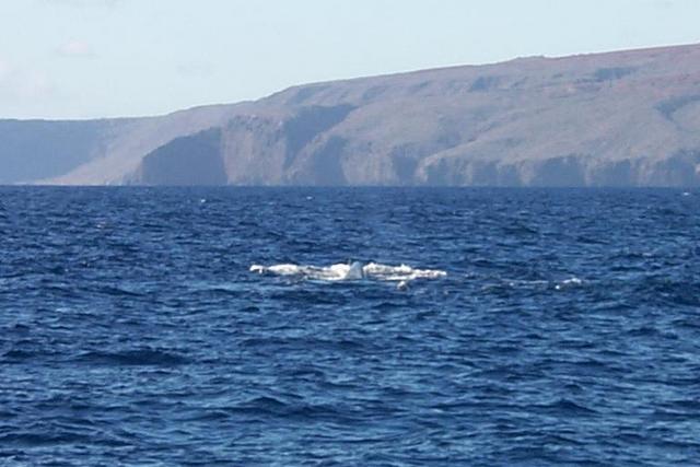 2000/01(January)/Hawaii/640x480_2000-01-29-947-Snorkel-Trip-Whale-Watching.JPG
