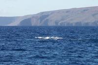 2000-01-29-947-Snorkel-Trip-Whale-Watching.JPG