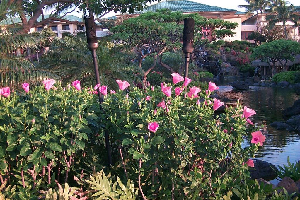 2000/01(January)/Hawaii_Kauai_After_Company_Trip/1024x768_2000-02-02-1019-Kauaii-Hyatt-Hibiscus.JPG