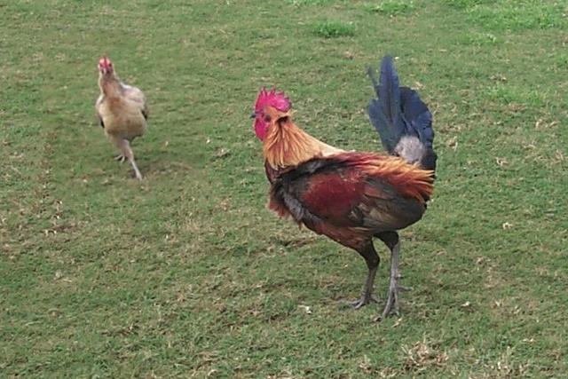 2000/01(January)/Hawaii_Kauai_After_Company_Trip/640x480_2000-02-01-1002-Kauaii-Wild-Bandi-Rooster.JPG