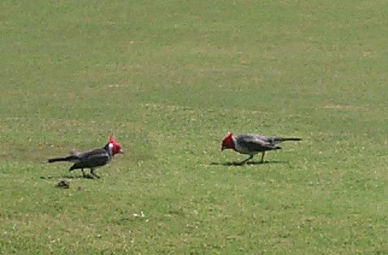 2000/01(January)/Hawaii_Kauai_After_Company_Trip/800x600_2000-01-31-985-Poupui-Golf-Bird-Red-Head.JPG
