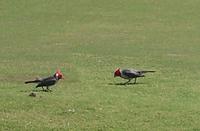 2000-01-31-985-Poupui-Golf-Bird-Red-Head.JPG
