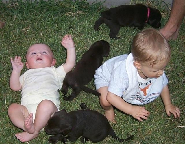 2000-08-11-2047-Puppies.JPG