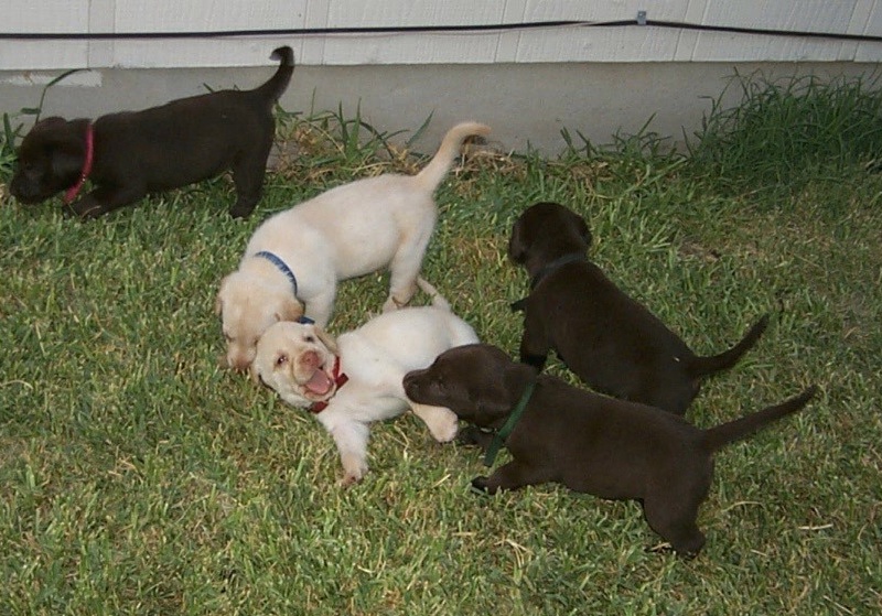 2000/08(August)/Welcome_Back_to_Austin/800x600_2000-08-11-2045-Puppies.JPG