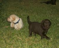 2000-08-11-2051-Puppies.JPG