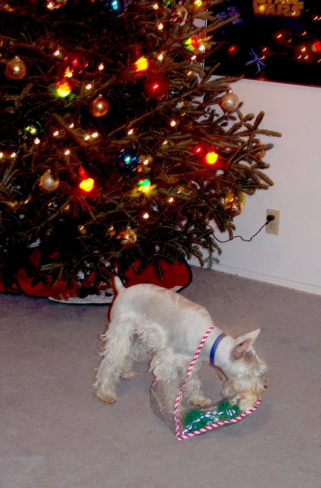 2000/12(December)/Family_Christmas_Fun/1024x768_2000-12-21-24_Packet_gets_something.jpg
