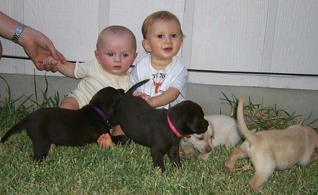 2000/GRANDMAS_FAVORITES/640x480_2000-08-11-2050-Vale-Chance-Puppies.JPG