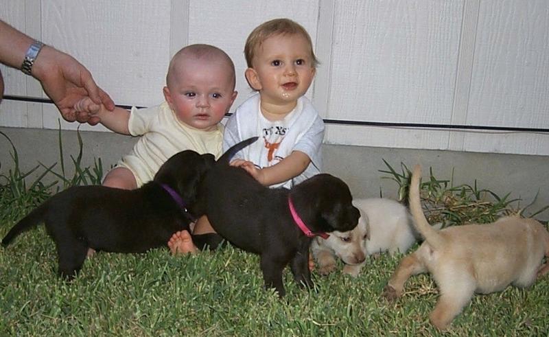 2000/GRANDMAS_FAVORITES/800x600_2000-08-11-2050-Vale-Chance-Puppies.JPG