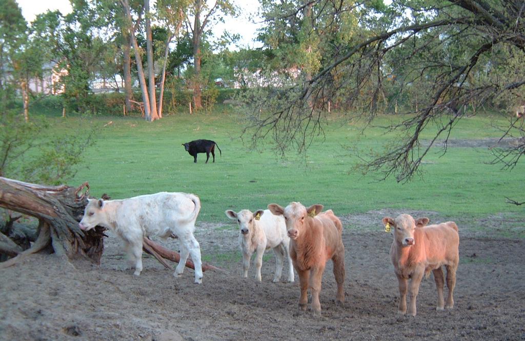 2001-05-11-3-Kens-calves.JPG