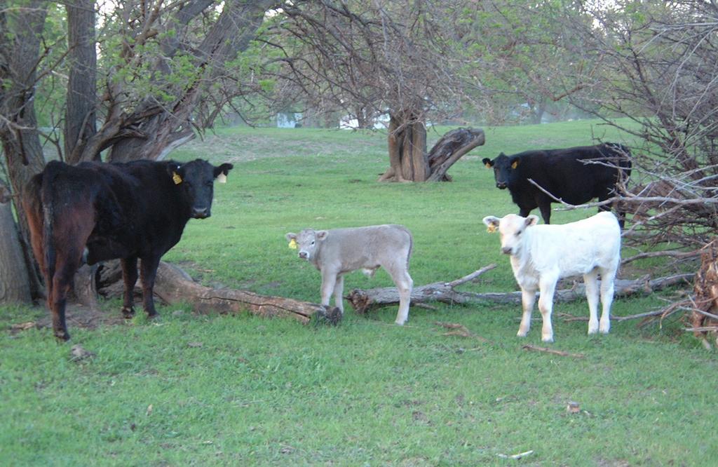 2001-05-11-Ken-Bartels-calves.JPG