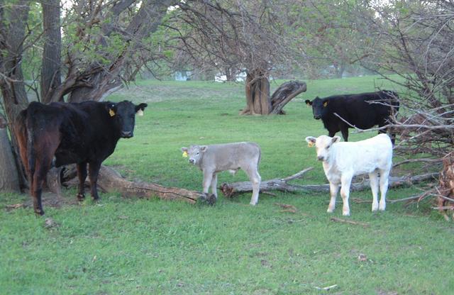 2001-05-11-Ken-Bartels-calves.JPG