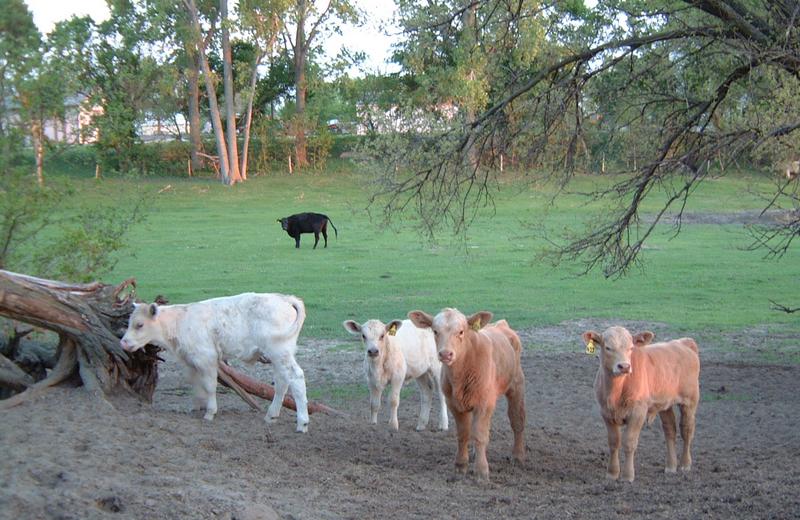 2001-05-11-3-Kens-calves.JPG
