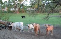 2001-05-11-3-Kens-calves.JPG