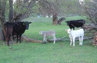 2001-05-11-Ken-Bartels-calves.JPG