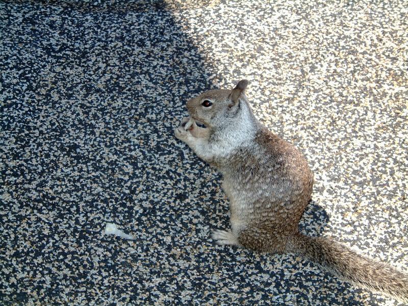 2001/08(August)/04(Tahoe-Golf)/800x600_2001-08-27-6-Sierra-Nevada.JPG