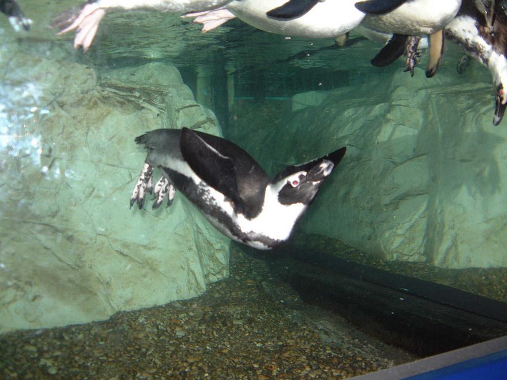 2002/02(Feb)/02(Aquarium)/1024x768_2002-02-08-014-Aquarium.JPG