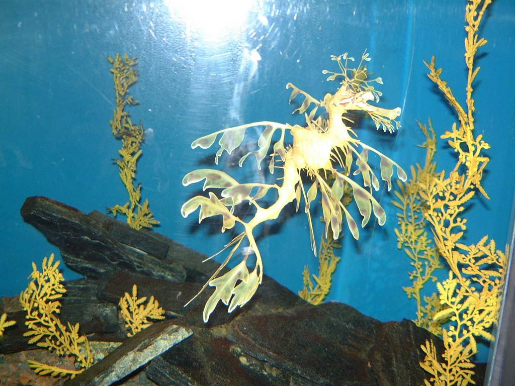 2002/02(Feb)/02(Aquarium)/1024x768_2002-02-08-021-Aquarium.JPG