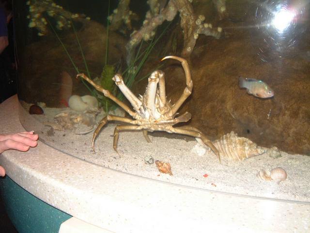 2002/02(Feb)/02(Aquarium)/640x480_2002-02-08-006-Aquarium.JPG
