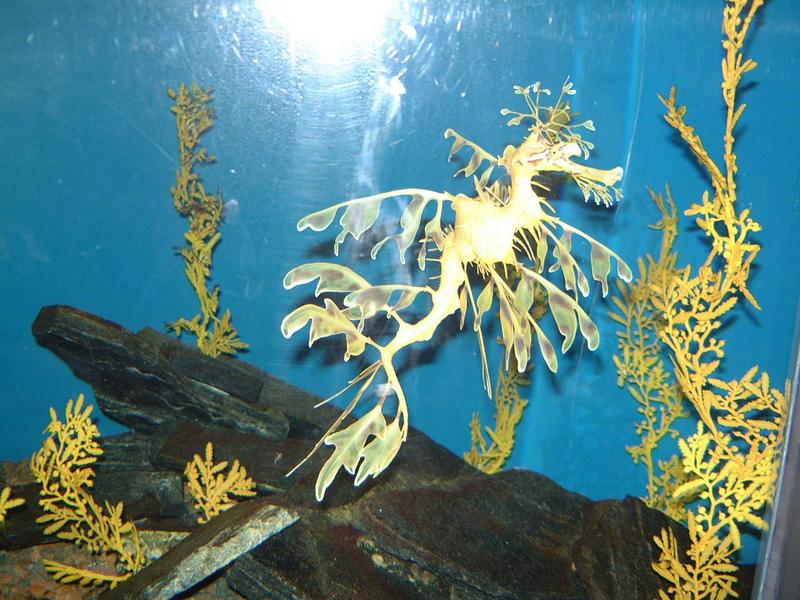 2002/02(Feb)/02(Aquarium)/800x600_2002-02-08-021-Aquarium.JPG
