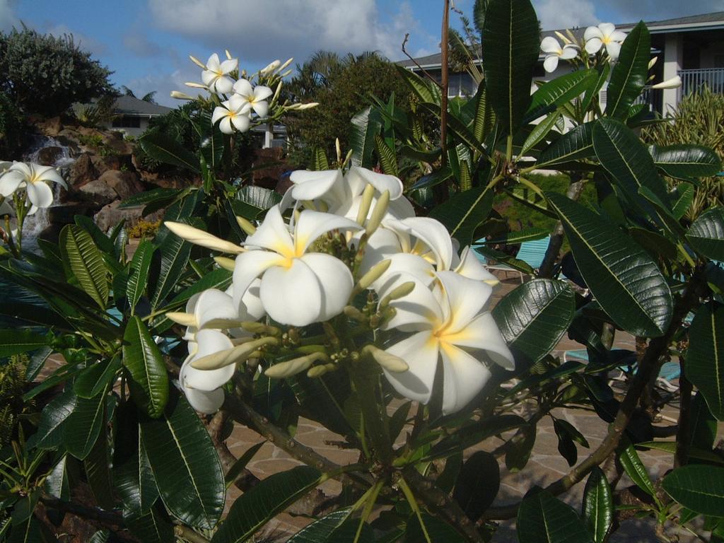 2003-05-18-Plumeria.JPG