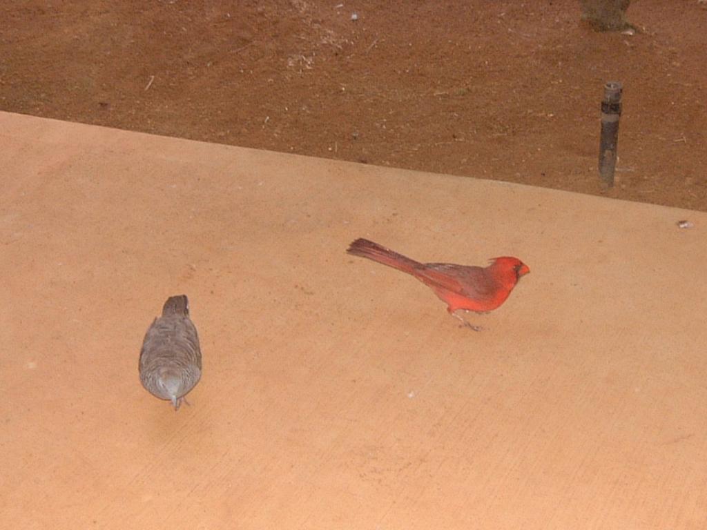 2003-05-19-dove-cardninal.JPG