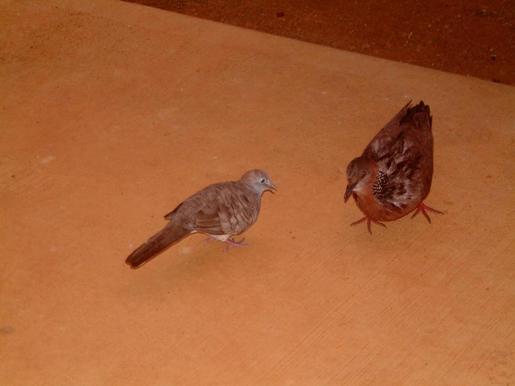 2003-05-19-doves-patio.JPG