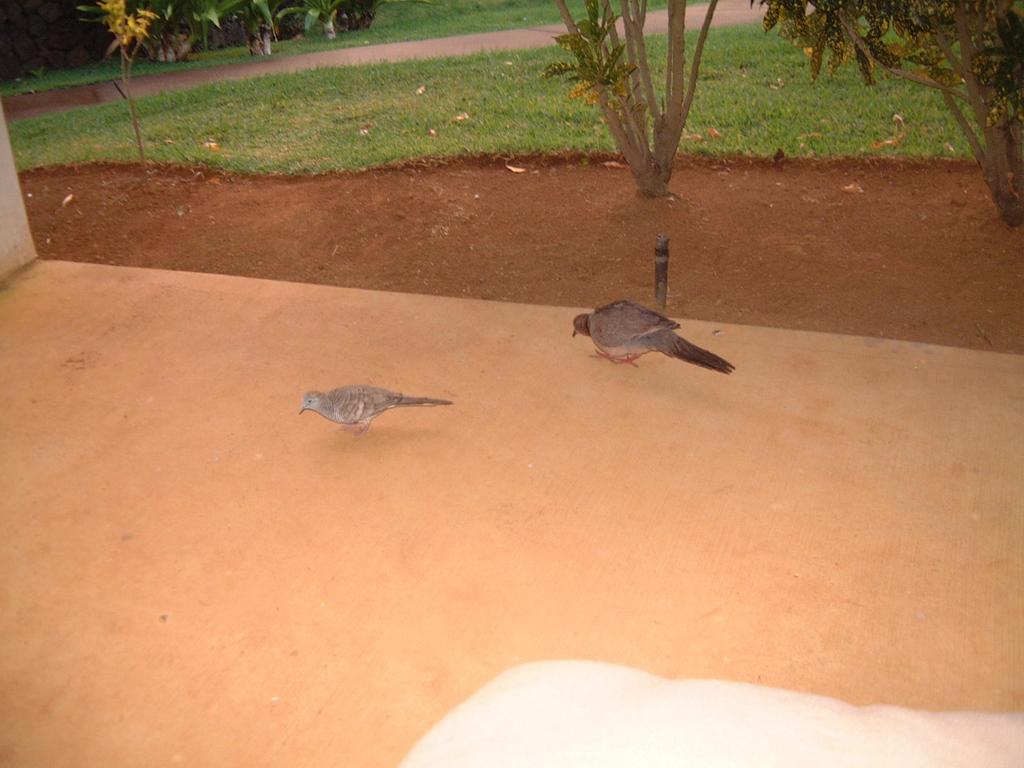 2003-05-19-doves.JPG