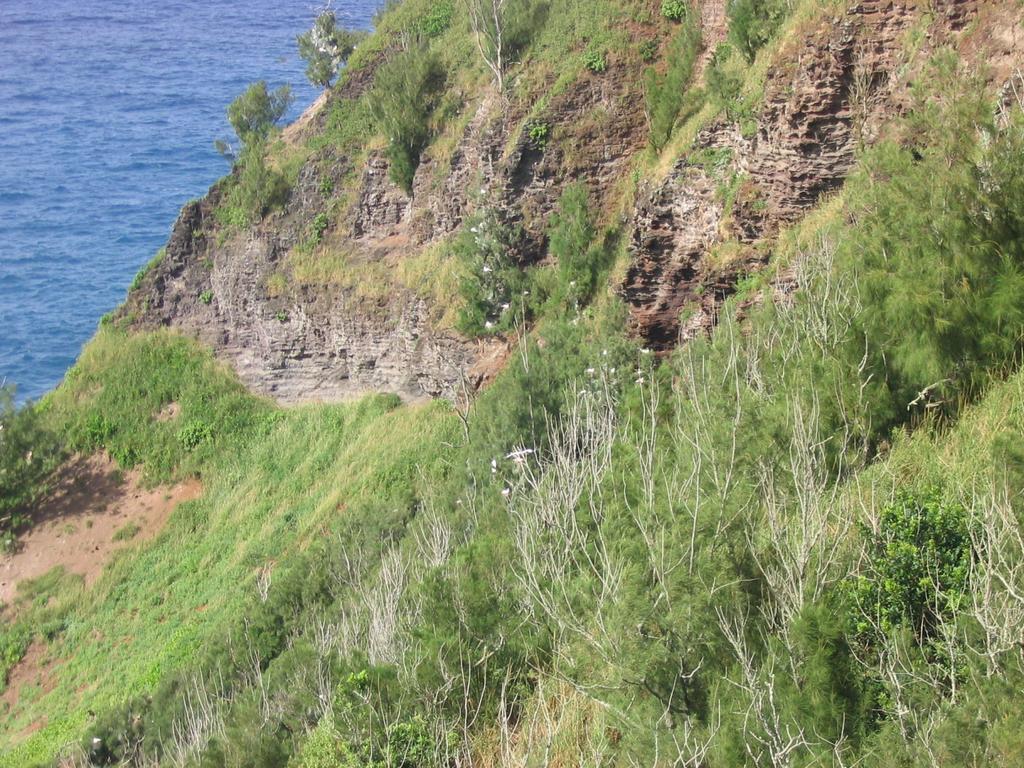 2003-05-22-Lighthouse-Red-Footed-Boobies.JPG