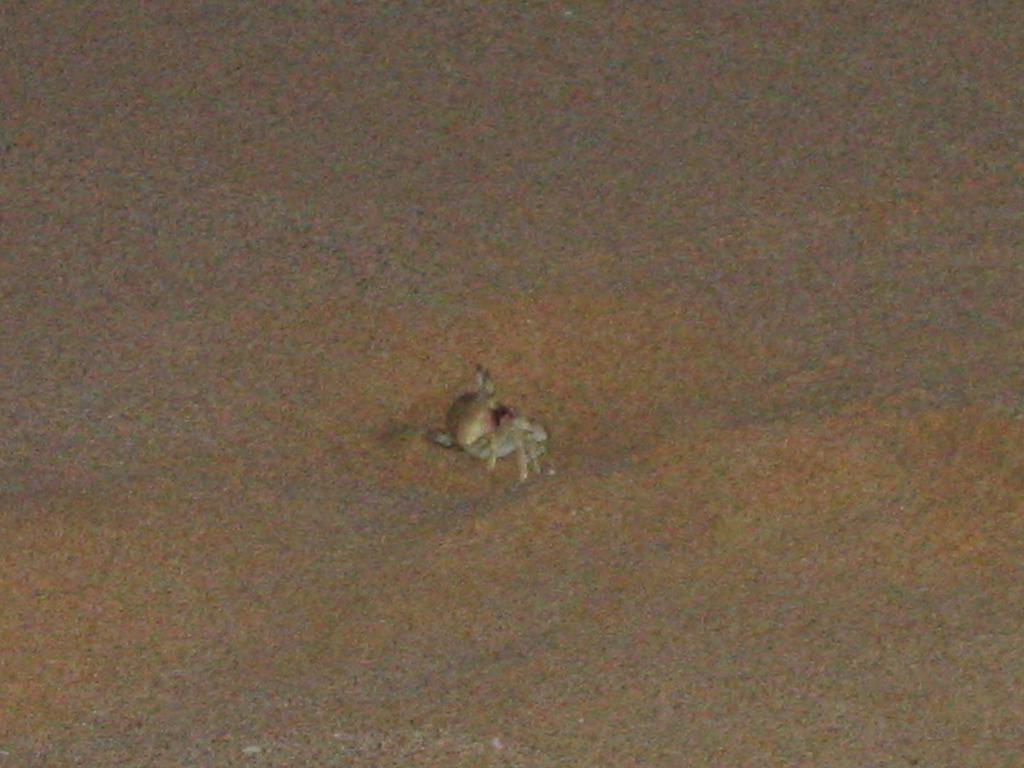 2003-05-24-SandCrab.JPG