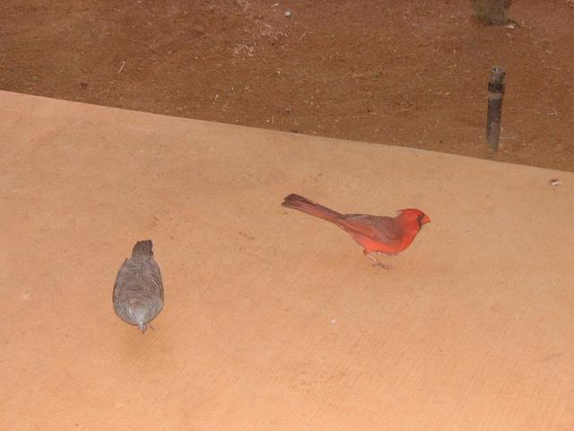 2003-05-19-dove-cardninal.JPG