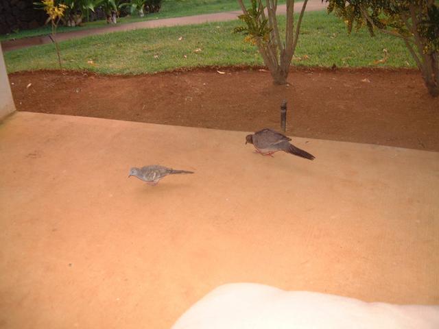 2003-05-19-doves.JPG