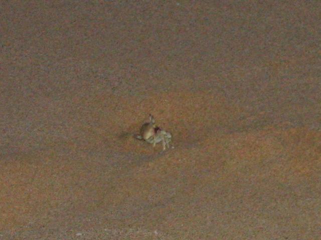2003-05-24-SandCrab.JPG