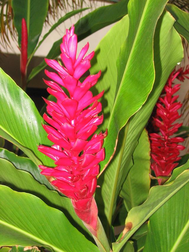 2003/05(May)/03(Hawaii)/Wildlife-Flowers/640x480_2003-05-25-Red-Ginger.JPG
