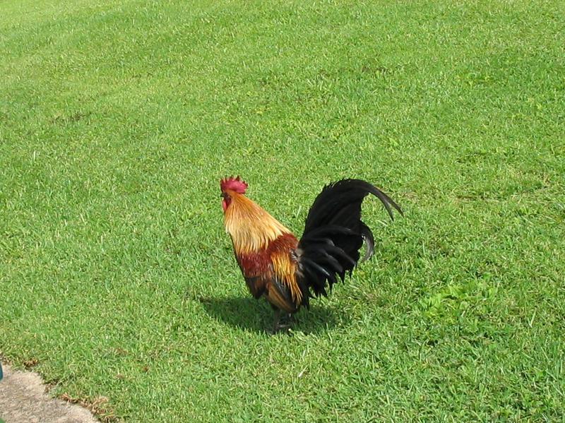 2003/05(May)/03(Hawaii)/Wildlife-Flowers/800x600_2003-05-19-Wild-Rooster.JPG