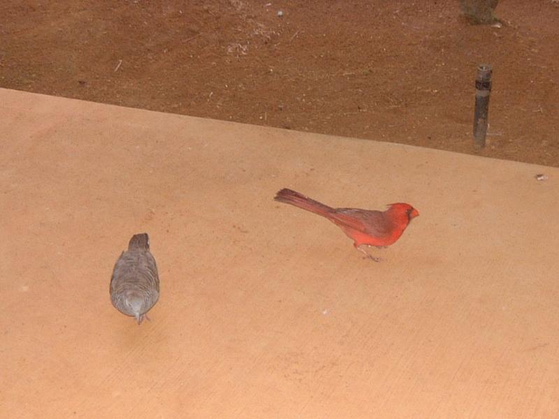 2003-05-19-dove-cardninal.JPG