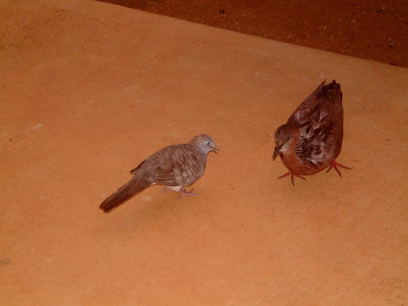 2003/05(May)/03(Hawaii)/Wildlife-Flowers/800x600_2003-05-19-doves-patio.JPG
