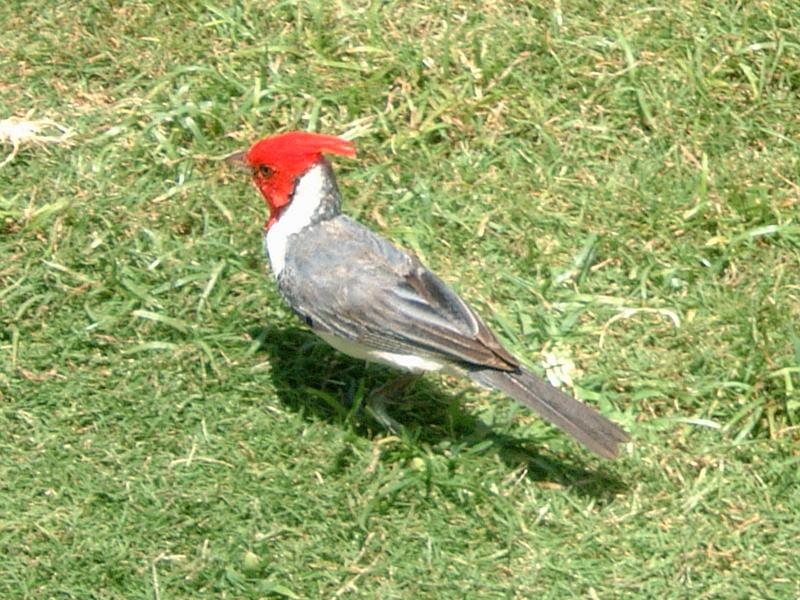 2003/05(May)/03(Hawaii)/Wildlife-Flowers/800x600_2003-05-21-Red-Crested-Cardinal.JPG