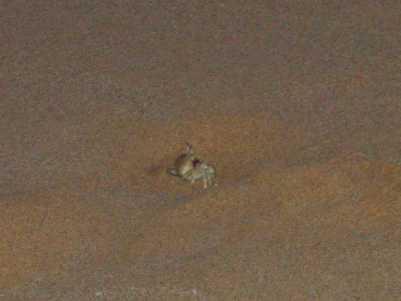 2003-05-24-SandCrab.JPG