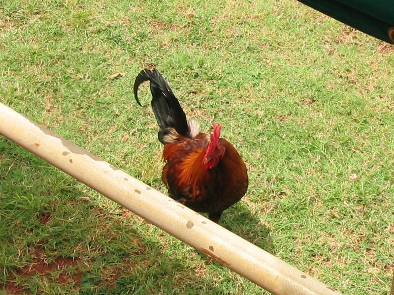 2003-05-25-59-Spouting-Horn.JPG