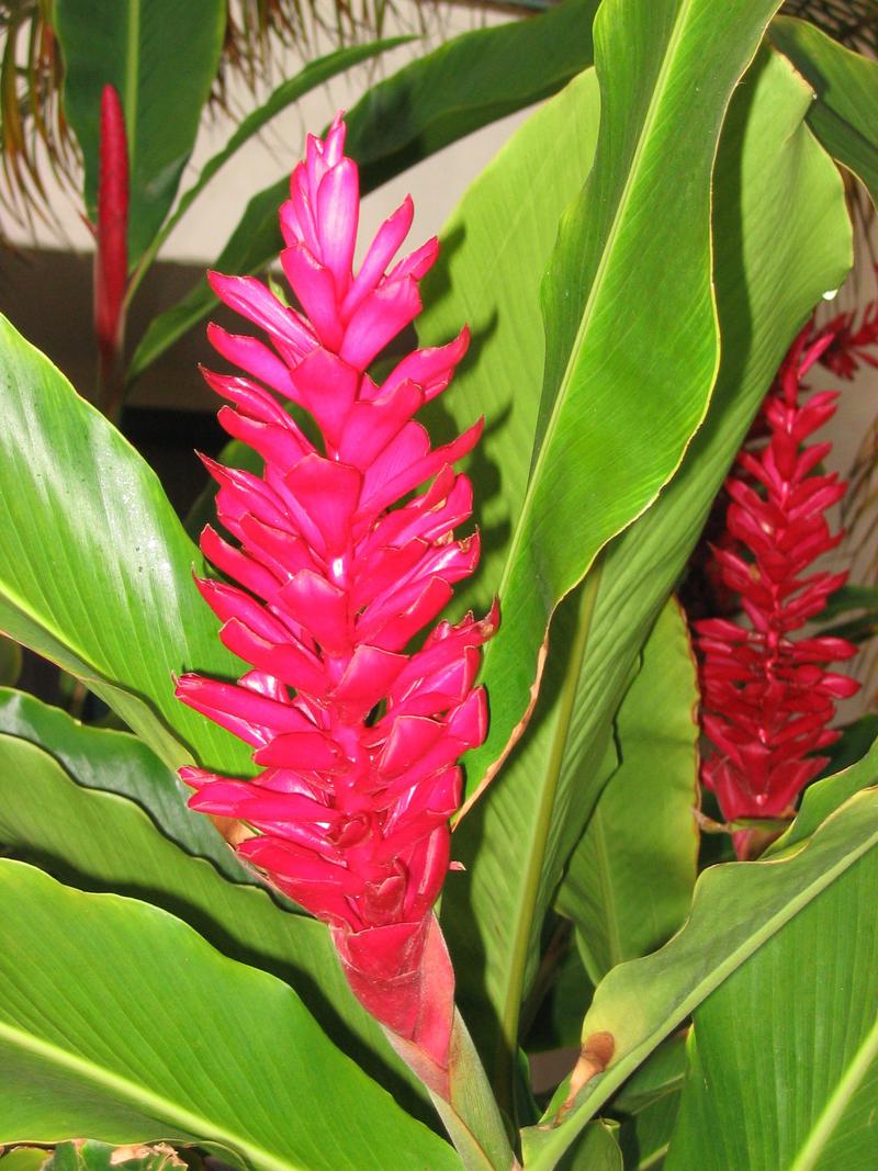 2003-05-25-Red-Ginger.JPG