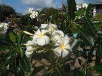 2003-05-18-Plumeria.JPG