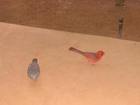 2003-05-19-dove-cardninal.JPG