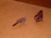 2003-05-19-doves-patio.JPG
