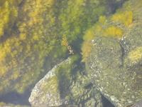 2003-05-22-09-Queens-Bath-Crab.JPG