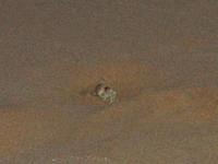 2003-05-24-SandCrab.JPG