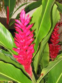 2003-05-25-Red-Ginger.JPG