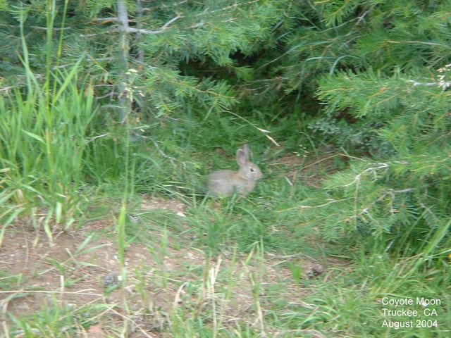 2004/08(Aug)/02(Tahoe)/640x480_2004-08-19-04-Coyote-Moon.JPG