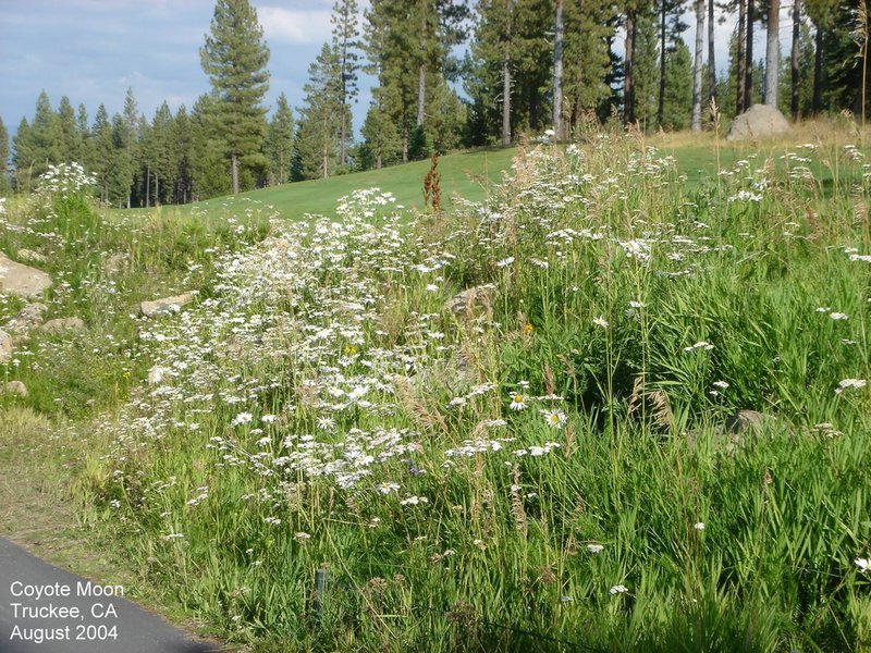 2004/08(Aug)/02(Tahoe)/800x600_2004-08-19-07-Coyote-Moon.JPG